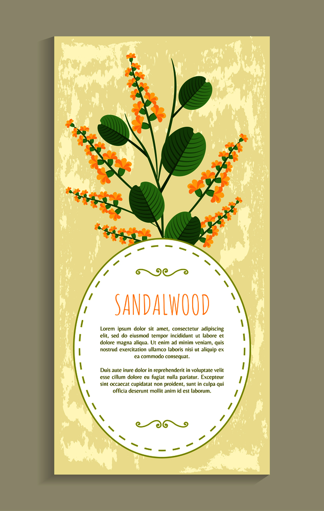 Sandalwood poster with herb, banner and headline, aromatic flower and leaves, vector illustration poster oval frame for text. Sandalwood Poster with Herb Vector Illustration
