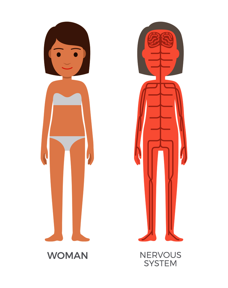 Woman nervous system colorful biological poster vector illustration with female body and internal structure, nerves cords image, sensitive organs. Woman Nervous System Colorful Biological Poster
