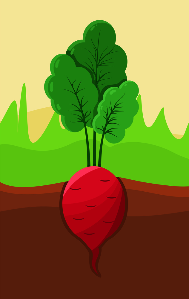 Radish growing in ground, organic product with leaves, grass around vegetable, agriculture or farming, healthy vegetarian food vector illustration.. Radish Growing in Ground, Vector Illustration