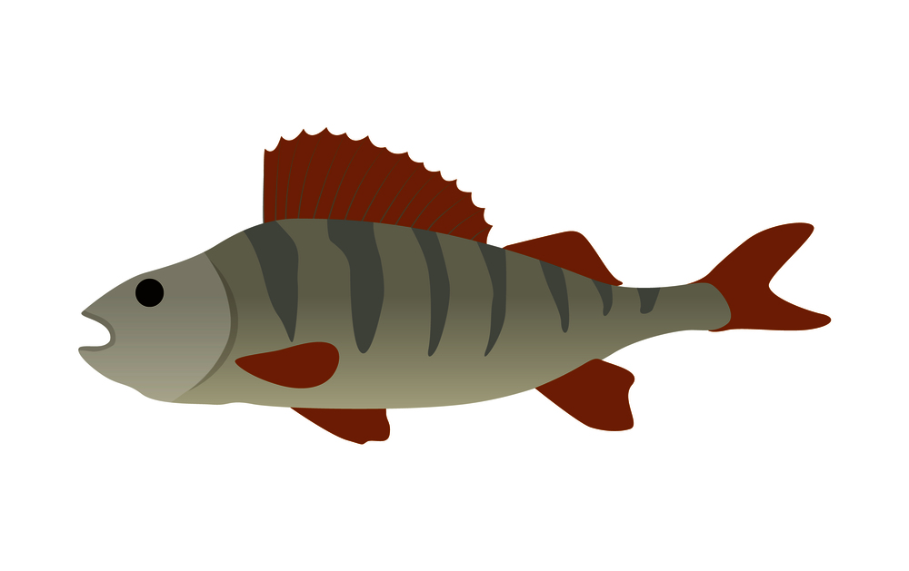 Fish with fins and gills. Closeup of icon of water animal with no limbs. Vertebrate body of marine or river dweller isolated on vector illustration. Fish with Fins Closeup Icon Vector Illustration