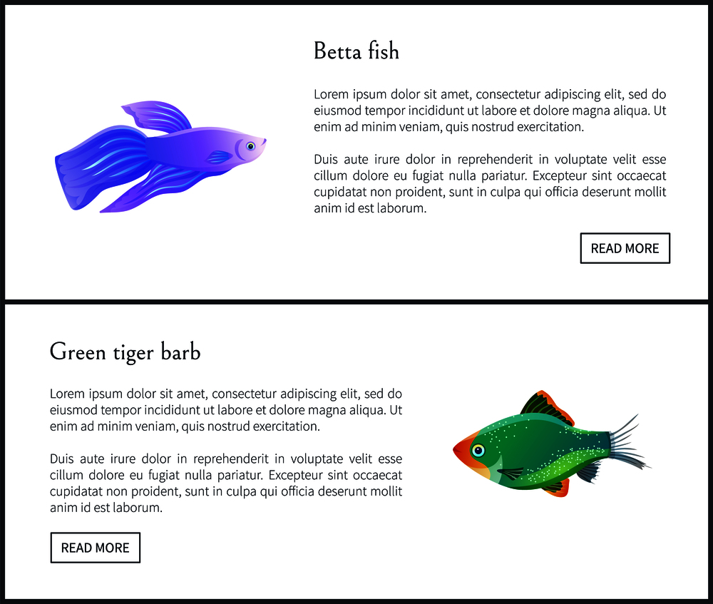 Betta fish and green tiger barb. Animal species exotic creatures types of different colors. Tropical biodiversity posters set vector illustration. Betta Fish Green Tiger Barb Vector Illustration