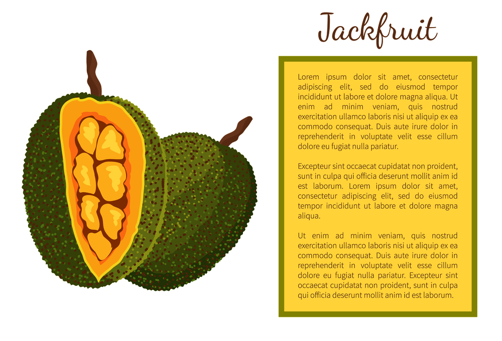 Jackfruit exotic juicy stone fruit whole and cut vector poster frame. Jack tree, fenne, jakfruit or jak. Fig, mulberry, breadfruit. Tropical edible food. Jackfruit Exotic Juicy Stone Fruit Vector Poster