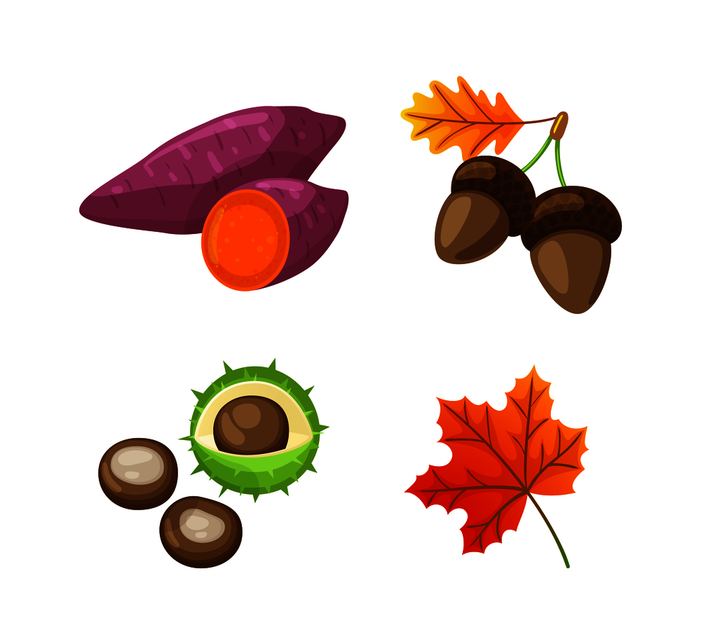 Autumn food beetroot and acorn isolated icons vector. Chestnut in peel, maple leaves and foliage, seasonal items and organic elements, autumnal fruit. Autumn Food Beetroot and Acorn Isolated Vector