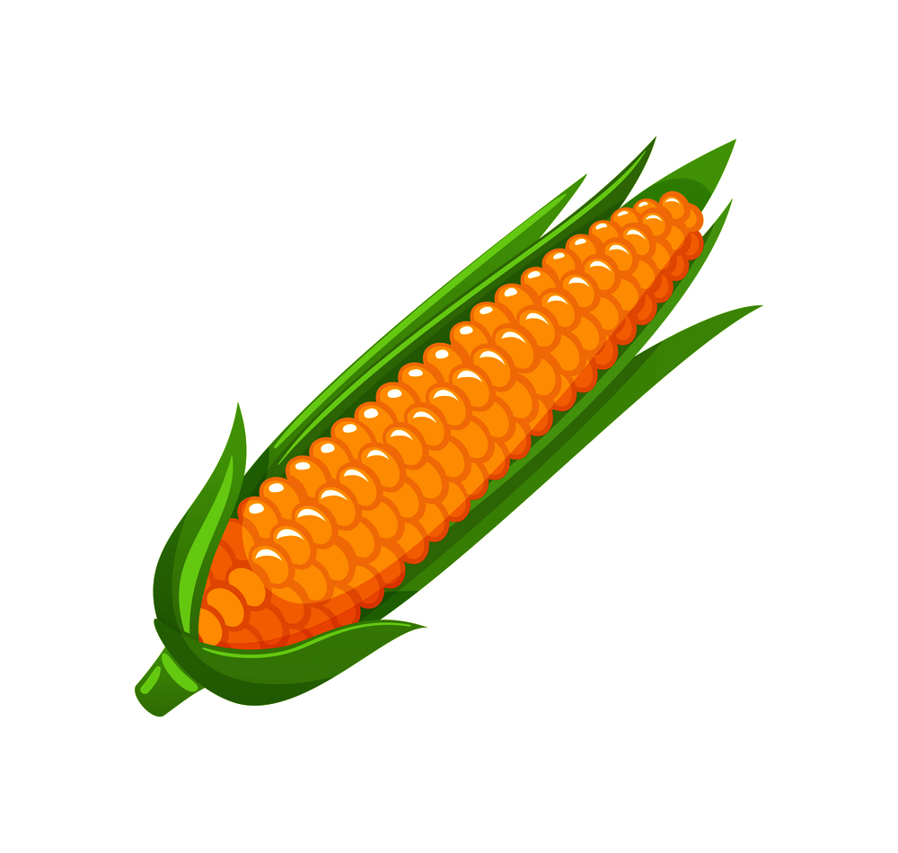 Corn food organic agricultural meal isolated icon vector. Maize with leaves and seeds, uncooked product harvesting ingredient. Sweet natural vegetable. Corn Food Organic Agriculture Meal Icon Vector