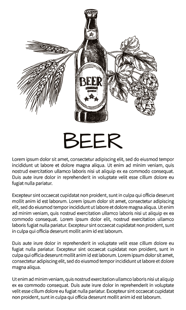 Bottled beer with wheat and hop decoration monochrome vector illustration in sketch style, brew house poster with text sample on white background.. Bottled Beer with Wheat and Hop Decoration Poster
