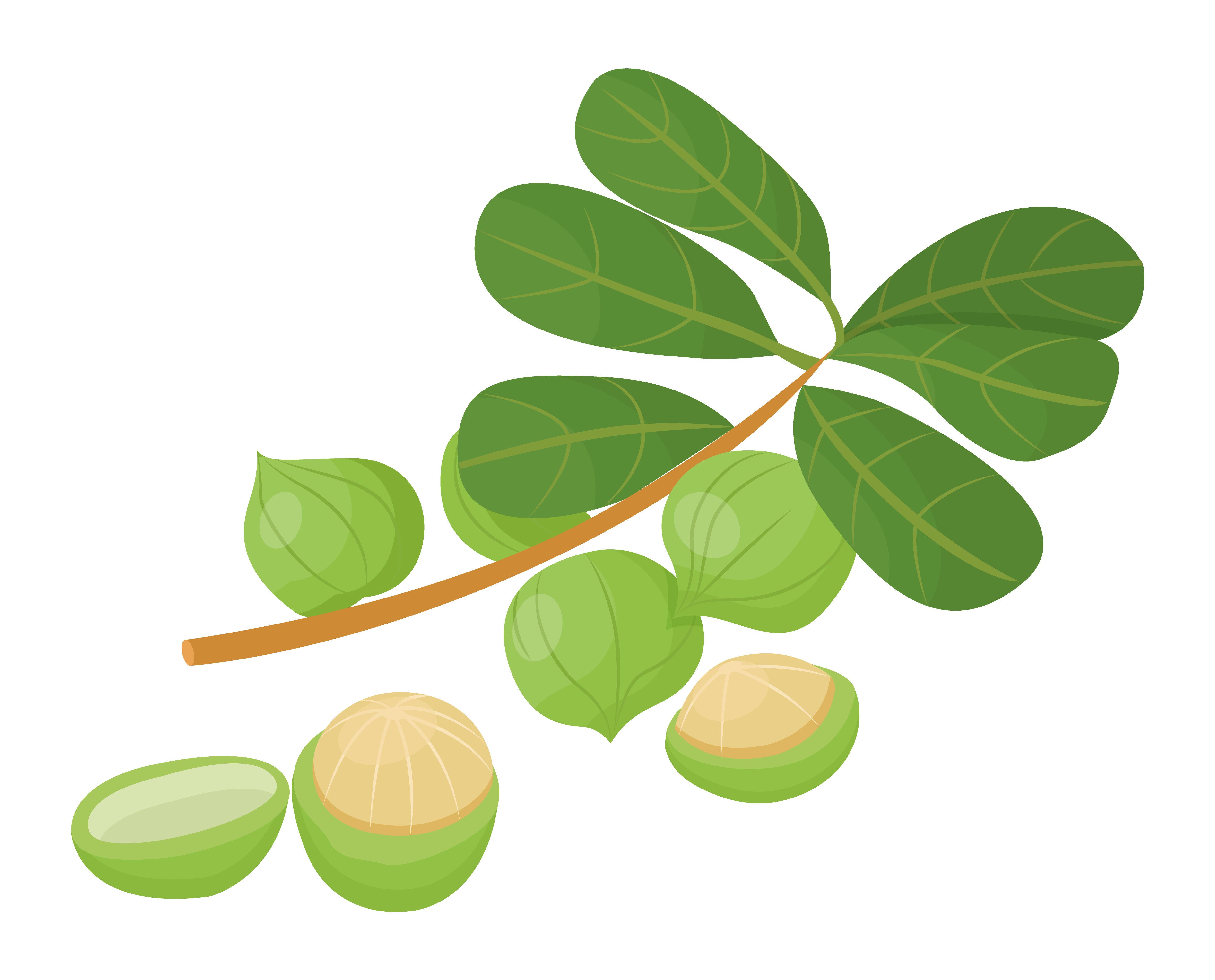 Branch with green leaves and maroochi nut. Macadamia nuts isolated on white background. Small core inside nutshell. Raw used in culinary and hair care, cosmetics as oil. Vector illustration in flat. Branch with Leaves and Macadamia or Maroochi Nuts