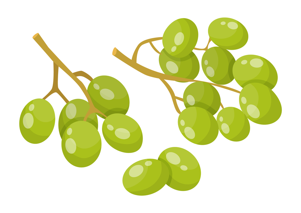 Branch with green small berries with grapeseed inside. Grapes isolated on white background. Edible fruit used in cooking and beauty industry as oil for hair care. Vector illustration in flat style. Branch of Green Grapes with Grapeseeds Inside