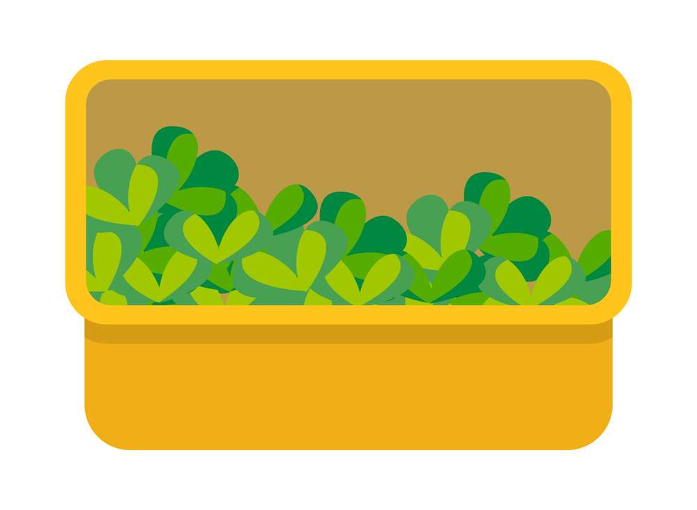 Vector flat box of lettuce. Organic vegetables small bushes with green leaves in a yellow box isolated on white background. Greenery with leaves vegetarian food and meal vegetable natural ingredient. Vector flat box of lettuce. Organic vegetables small bushes with green leaves in a yellow box