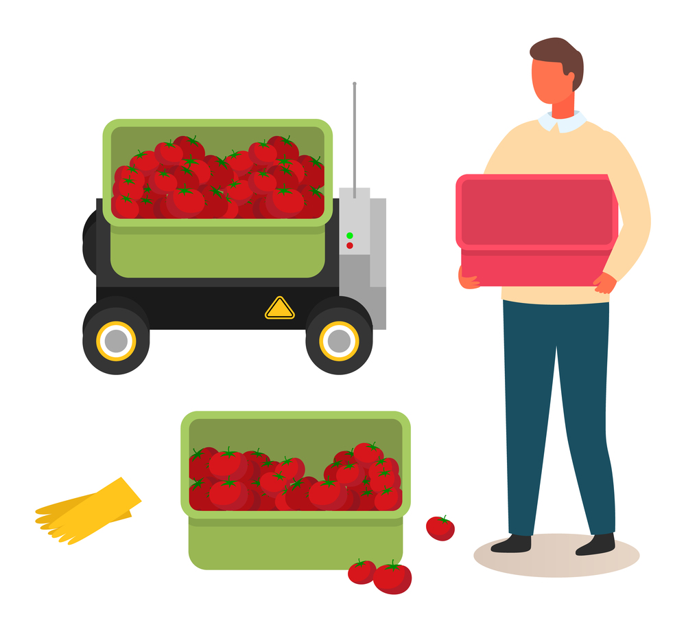 Juicy tomato. A man holding an empty box in hands. Fresh ripe vegetables in plastic box and yellow garden gloves vector illustration. Farmer and autumn harvest of red fruits collected in a container. A man holding an empty box in hands. Fresh ripe vegetables in plastic box. Farmer and autumn harvest