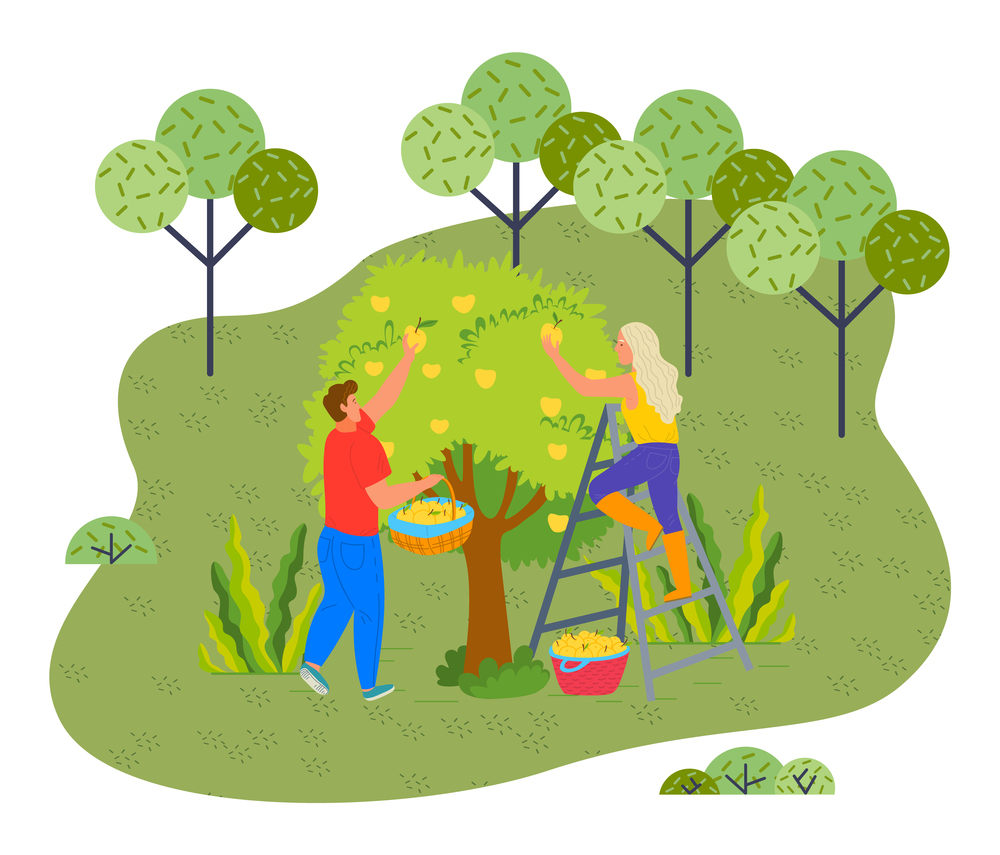 Two farmers picking fresh yellow apples from apple tree in the garden. Blonde woman in rubber boots standing at ladder. Guy wearing jeans and t-shirt holding basket full of fruits. Gardening works. Two farmers picking fresh yellow apples from apple tree in the garden, gardening works, gardeners