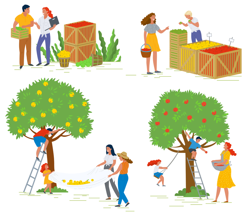 People gathering organic products vector, isolated workers on ladder. Mother with basket and kids swinging on branch. Salesperson with food farming. Picking apple concept. Flat cartoon. People Working on Garden Apple Trees with Fruits