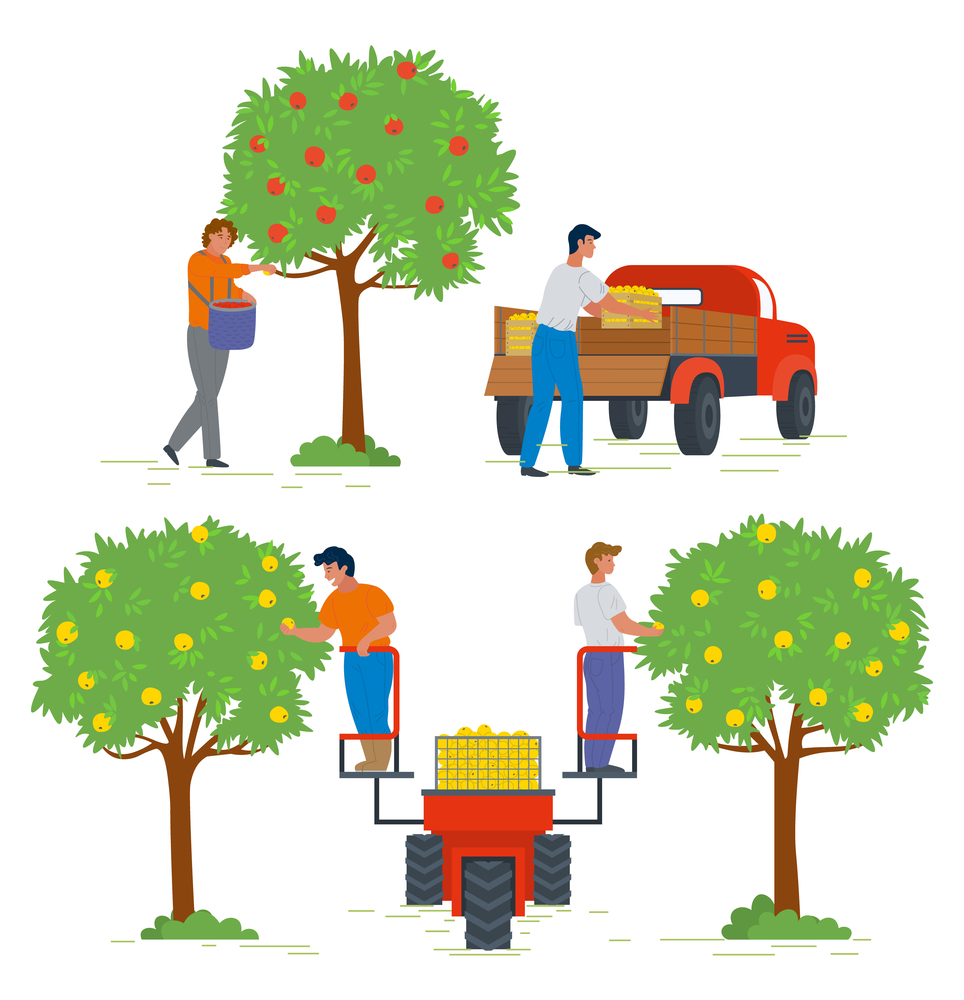 Apple tree with ripe fruits vector, people working in garden. Gardening and farming, lorry for products transportation, man on machine lifter flat style. Picking apple concept. Flat cartoon. Harvesting People in Gardens Apple Trees and Lorry