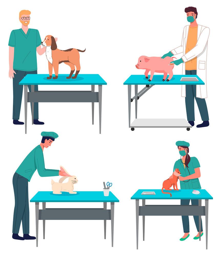 Veterinarian doctor treat animals in the hospital office. Man and woman standing at a medical table makes an examination to pet. Visit to vet clinic to check health of animal. Veterinary care set. Veterinarian doctor treat animals in the hospital office. Visit to vet clinic to check health of pet