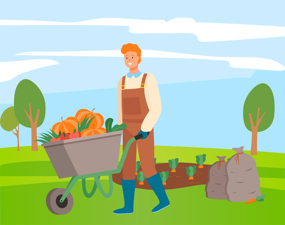 Red-haired farmer in overalls rolls garden wagon with crop of pumpkins, tomatoes. Vegetable garden with sprouts of vegetables, carrots. Harvested bags. Farming, agriculture, self-sufficiency. The farmer rolls cart with the crop. Harvest of pumpkins, tomatoes, carrots. Sacks of carrots