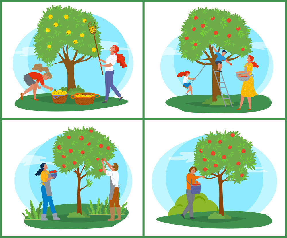 People picking apples, tree with ripe fruit, farmer with basket near wood, orchard symbol. Person in apron with rustic food, gardener in countryside vector. Pick apples concept. Flat cartoon. Gardener Picking Apples, Farmer in Orchard Vector
