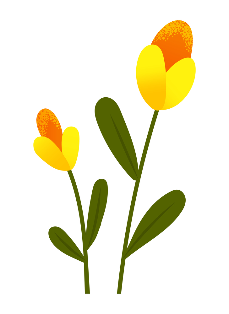 Yellow tulips spring garden flowers isolated on white. Symbol of holiday international womens day flat illustration, Bouquet for interior decoration. Vector bright fresh decor flora blooming. Yellow tulips spring garden flowers isolated on white. Symbol of holiday international womens day