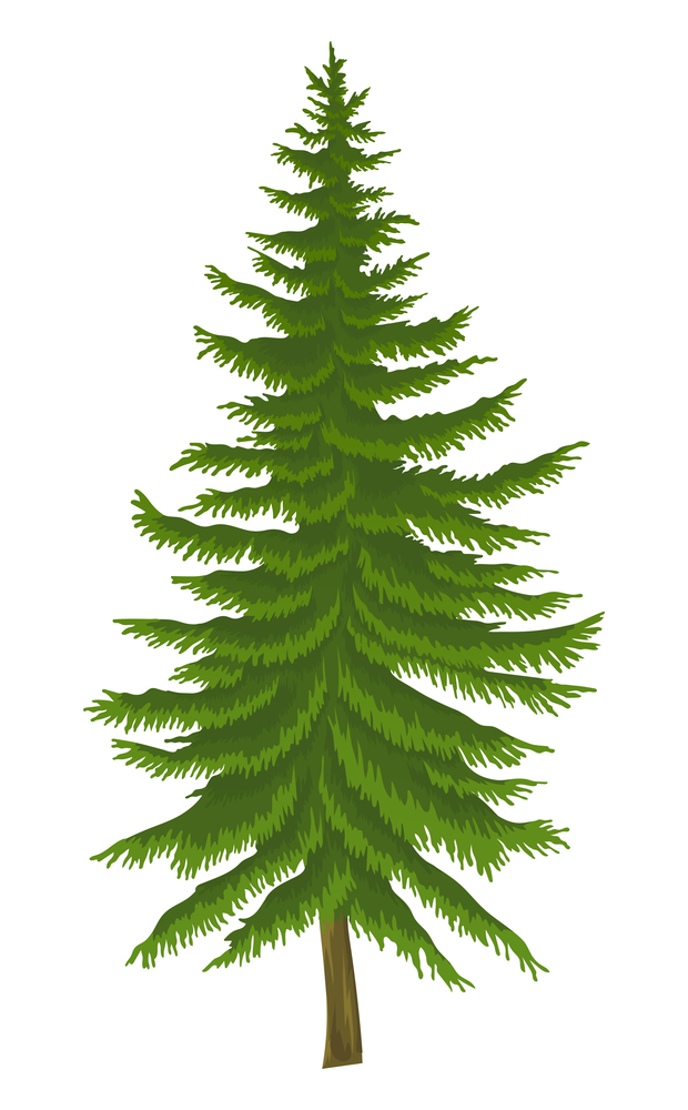 Cartoon illustration of fir-tree isolated at white background. Evergreen tree. Nature concept. Vector emblem. Landscape interface, tree of wood. Raster icon of spruce. Flat style of organic plant. Cartoon illustration of fir-tree isolated at white background, evergreen tree, nature concept