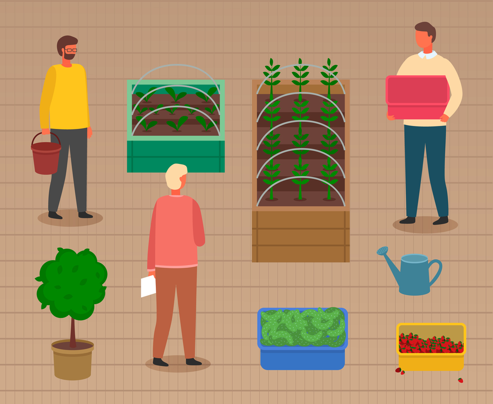 Group of people caring about sprouts in boxes. Growers growing vegetables in wooden boxes. Containers with cucumbers, strawberries or harvest. Tree in pot with soil. Men growing organic food. Group of people caring about sprouts in boxes, growing vegetables in wooden boxes, agriculture