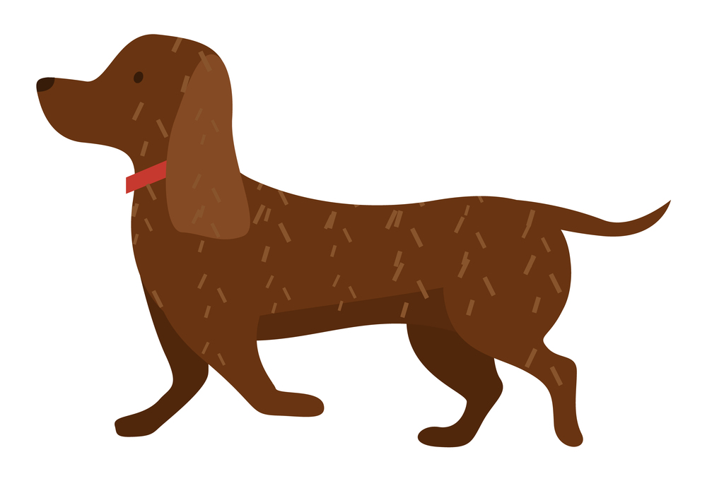 Cartoon dog vector illustration of cute purebred dachshund isolated on white background side view. Brown puppy runs along the road. Pet in a red collar for a walk. Domestic animal adorable doggy. Cartoon dog vector illustration of cute purebred dachshund isolated on white background side view