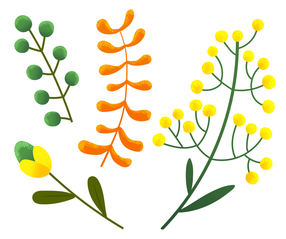 Plants with yellow round flowers, orange leaves, berries, decoration elements, natural eco symbols isolated at white background, part of tree, floral concept, objects for decoration, flora, natural. Plants with yellow round flowers, orange leaves, berries, decoration elements, natural eco symbols