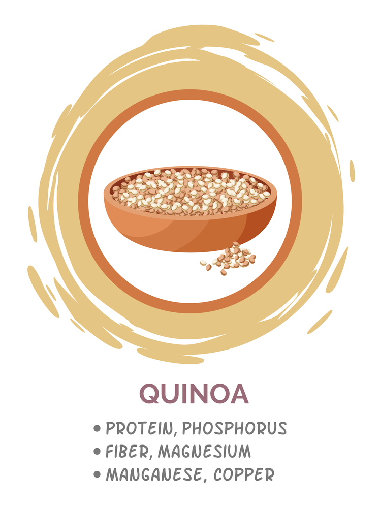 Quinoa vegan protein food in brown circle. Pile of mixed raw quinoa, grain in bowl, source of protein, phosphorus, fiber, magnesium, copper. Superfood, healthy organic food. Gluten free grain image. Quinoa grains in bowl, useful products when breastfeeding child. Flat vector logo image on white