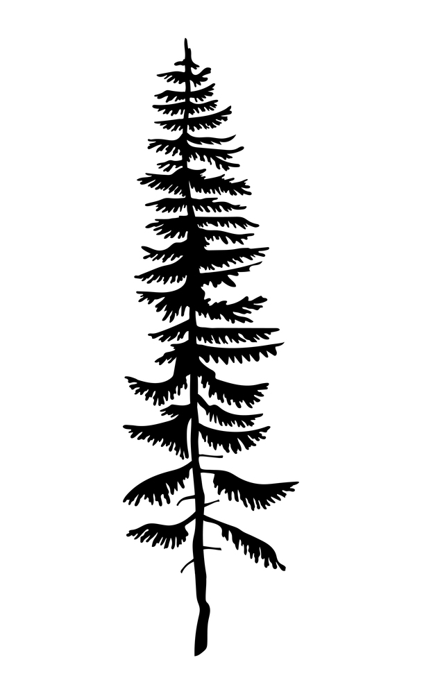 Black silhouette of fir-tree. Hight black pine. Simple tree icon. Nature concept. Pine tree with needles isolated at white background. Decorative element. Plant shadow. Vector illustration. Hight black pine. Silhouette of fir-tree, simple vector icon, nature concept, black tree