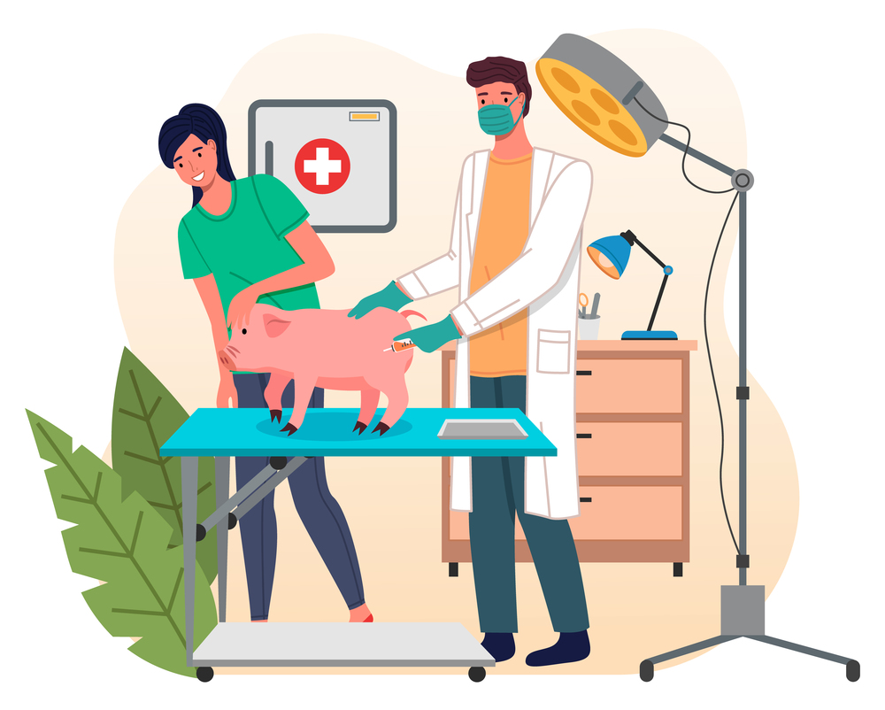 Veterinarian man meet woman with pig in the medical office. Doctor gives an injection to a sick pig, routine vaccination of farm animals. Visit to the vet clinic to check the health of the animal. Veterinary care flat illustration. Veterinarian man meet woman with pig in the medical office