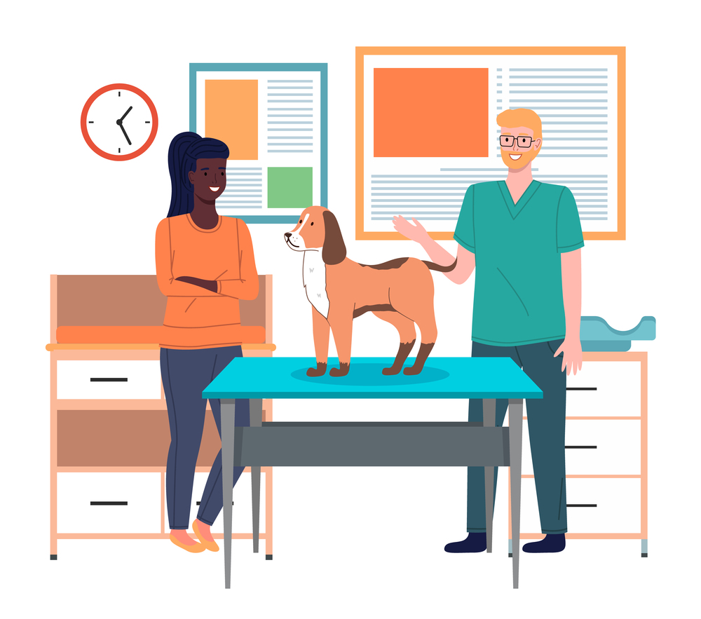 Veterinarian doctor holds dog on examination table. Pets health care in vet clinic. Domestic animals treatment concept. Veterinary professional consultation. Owner of dog communicates with doctor. Veterinarian doctor holds dog on examination table in vet clinic. Pets health care concept