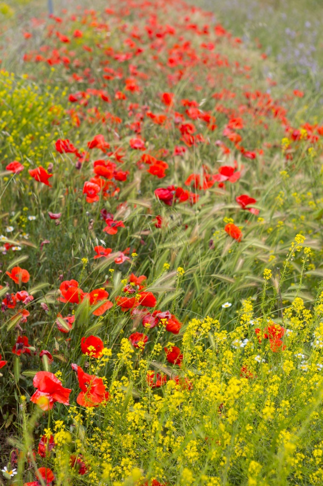Wild poppies in a field of flowers in the north of Spain