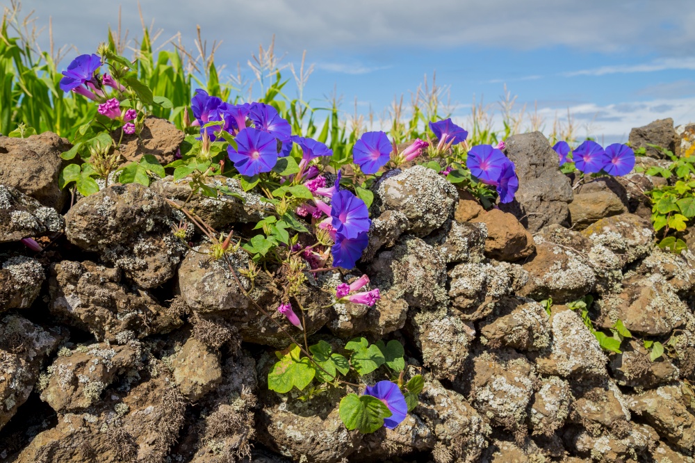 Violet flowers on the island of Graciosa in the Azores. Portugal