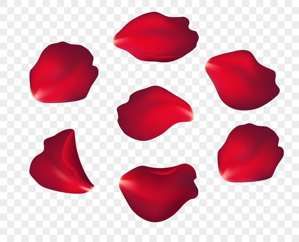 Falling red rose petals isolated on white background. Vector illustration EPS10. Falling red rose petals isolated on white background. Vector illustration