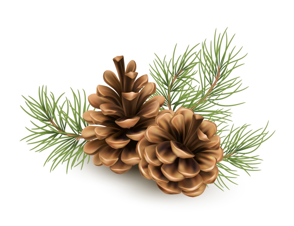 Pine cone with a branch of spruce needles isolated on a white background. Realistic vector illustration EPS10. Pine cone with a branch of spruce needles isolated on a white background. Realistic vector illustration