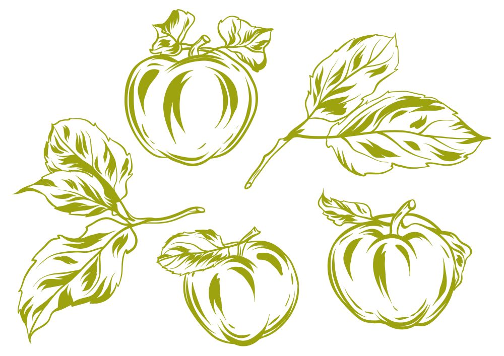 Set of apples and leaves. Stylized hand drawn fruits.. Set of apples and leaves.