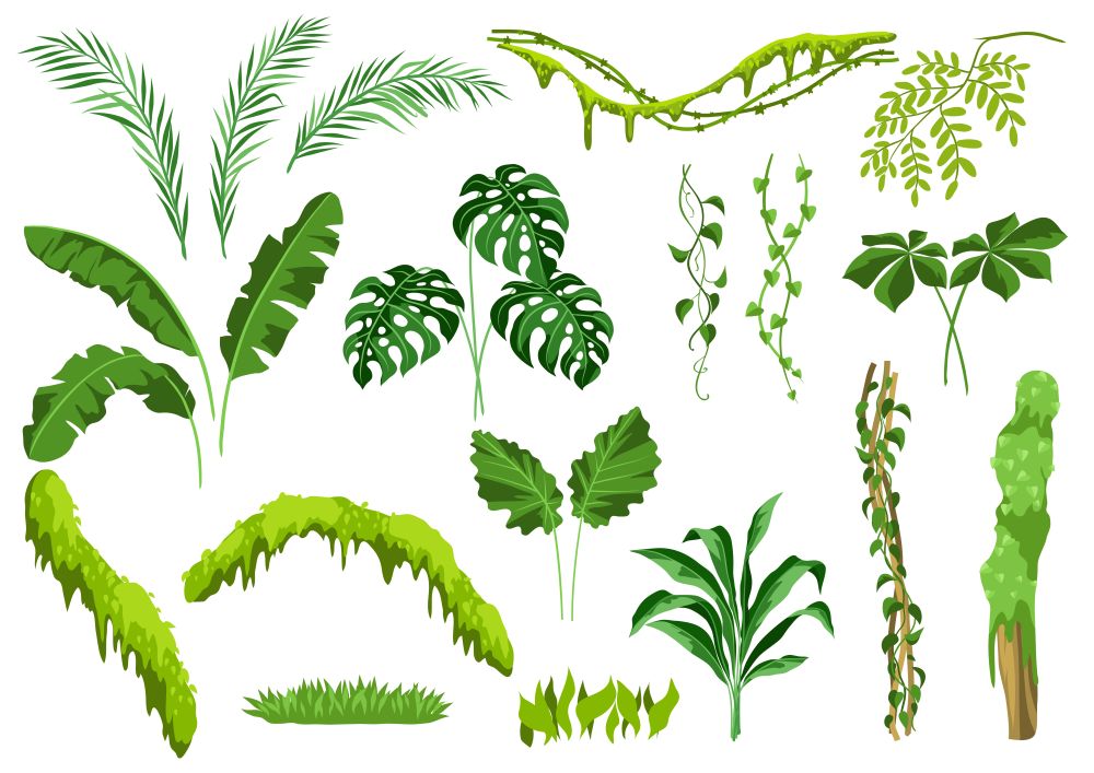 Set of jungle plants. Tropical leaves. Woody natural rainforest.. Set of jungle plants.