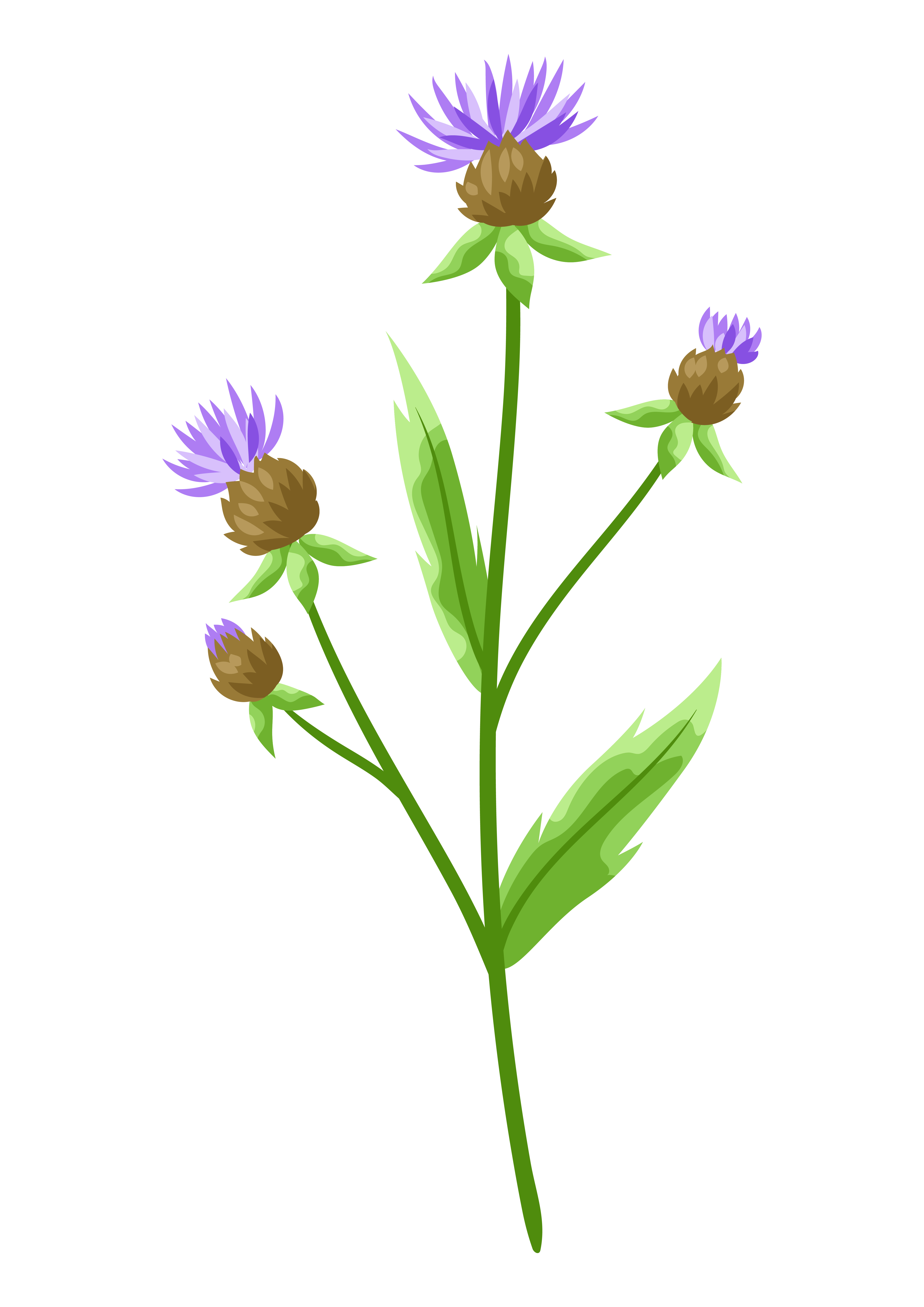 Illustration of stylized cornflower. Decorative meadow plant.. Illustration of stylized cornflower.