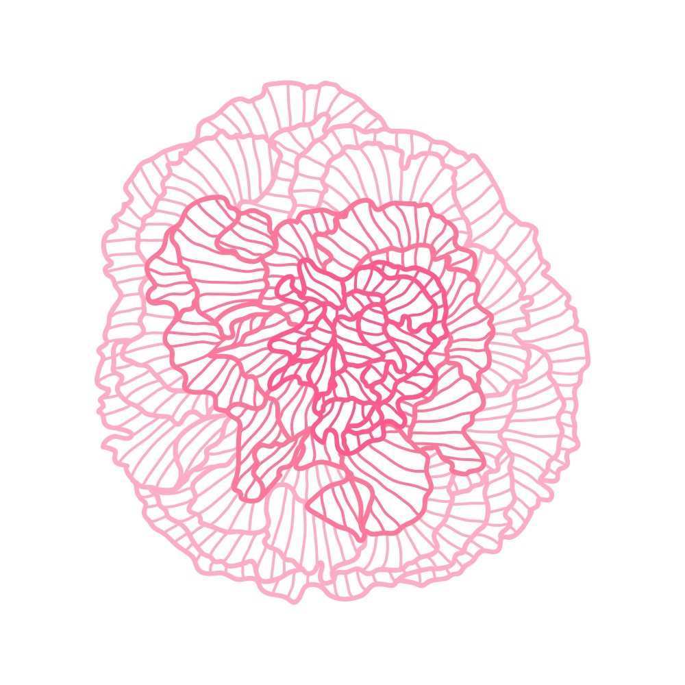 Illustration of linear rose. Beautiful decorative stylized summer flower.. Illustration of linear rose.
