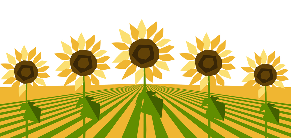 Background with ripe stylized sunflowers. Harvested agricultural field.. Background with ripe sunflowers. Harvested agricultural field.