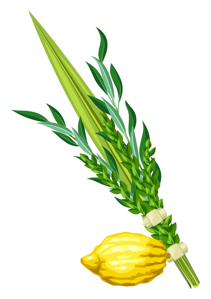 Happy Sukkot traditional symbols. Four species etrog, lulav, willow and myrtle branches. Jewish element for celebration.. Happy Sukkot traditional symbols. Four species etrog, lulav, willow and myrtle branches.