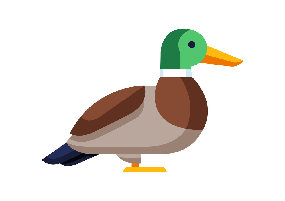 Illustration of stylized duck. Image of wild bird in simple style. Vector icon.. Illustration of stylized duck. Image of wild bird in simple style.