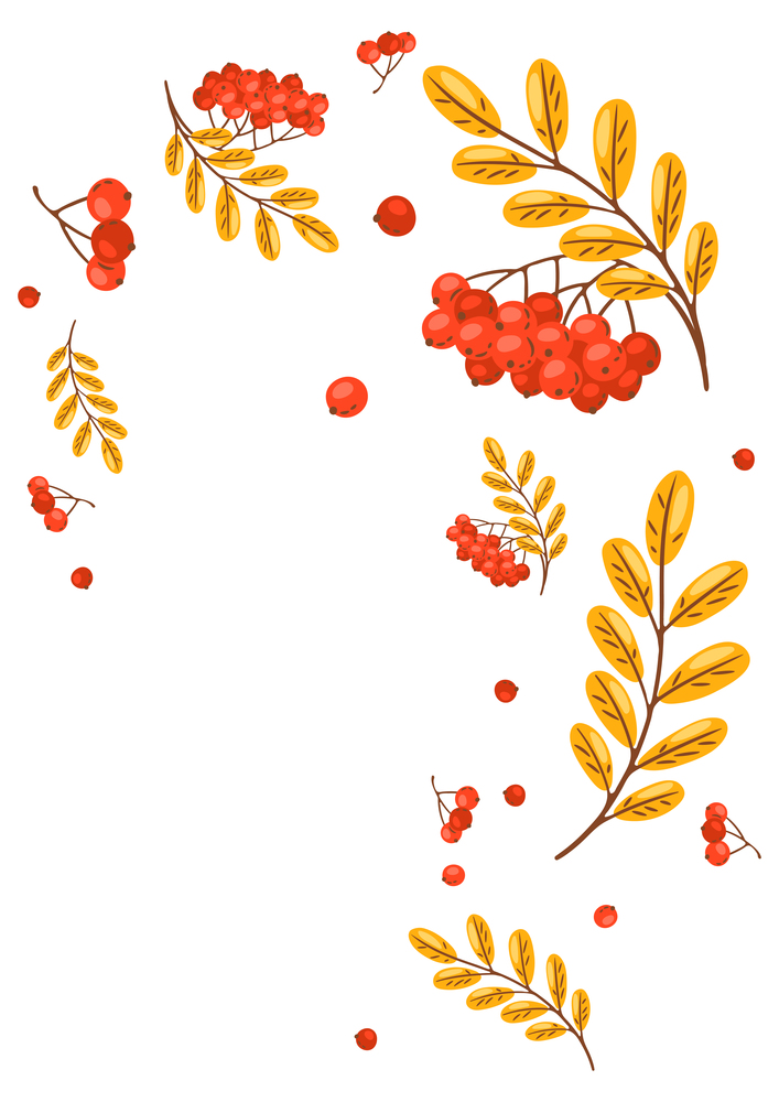 Background from rowan sprigs with berries. Image of seasonal autumn plant.. Background from rowan sprigs with berries. Image of autumn plant.
