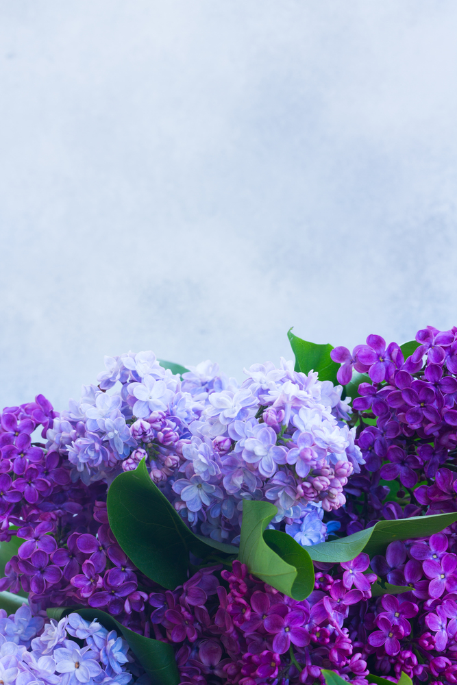 Bunch of fresh lilac flowers on gray background background with copy space. Fresh lilac flowers