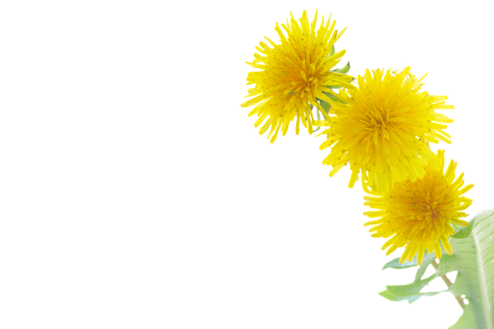 Yellow fresh dandelions isolated on white background. Dandelions on white