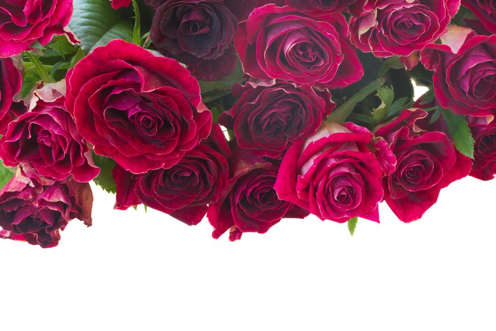 Dark pink fresh roses  border isolated on white background. Border of red and pink roses