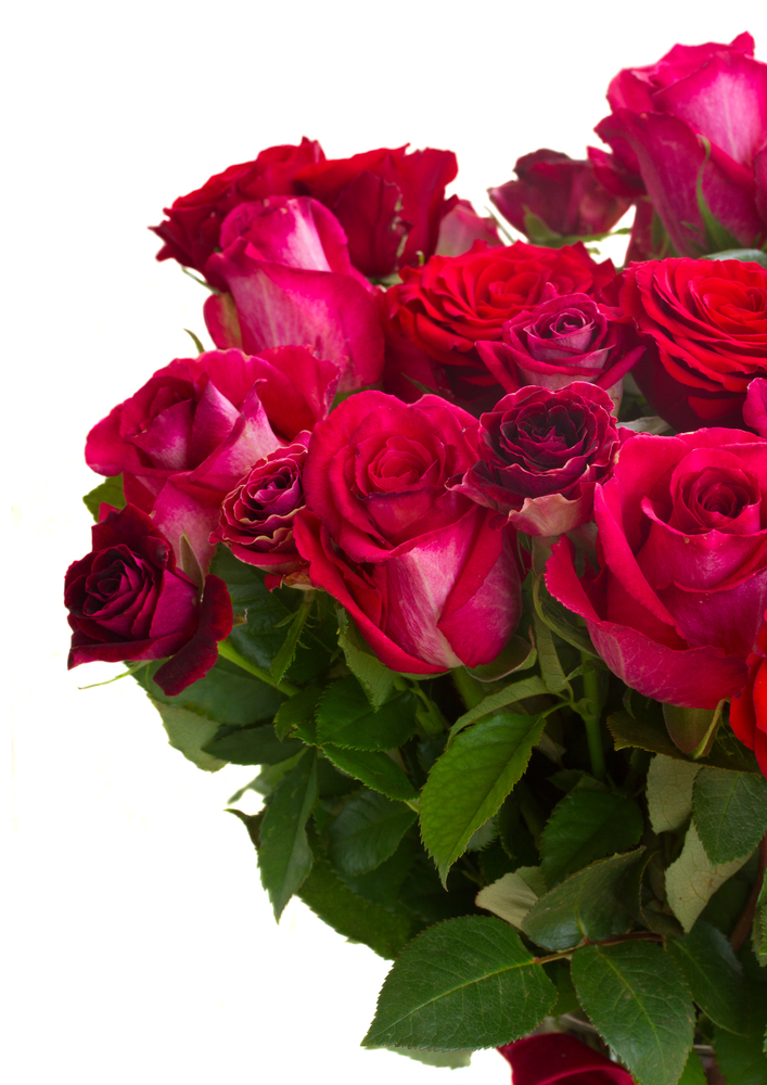 Bunch of fresh dark pink  roses  close up isolated on white background. Border of red and pink roses