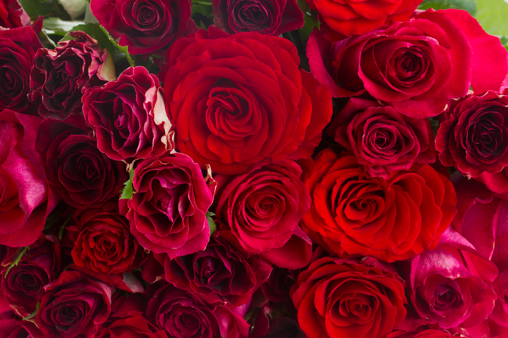bunch  of fresh vivd red roses background. pile of red roses