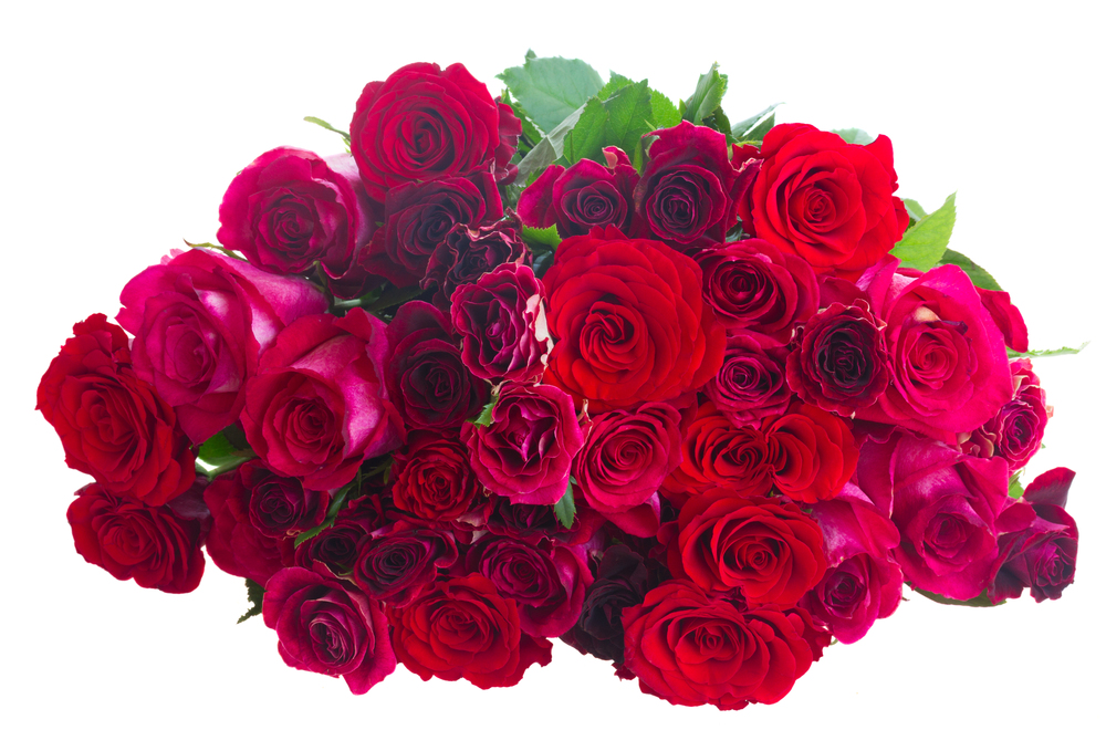 Pile  of dark pink and red  roses  isolated on white background. Border of red and pink roses