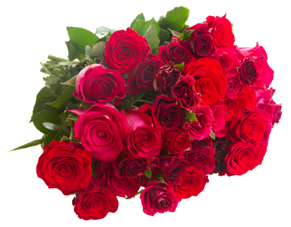 Heap of dark pink  roses  isolated on white background. Border of red and pink roses