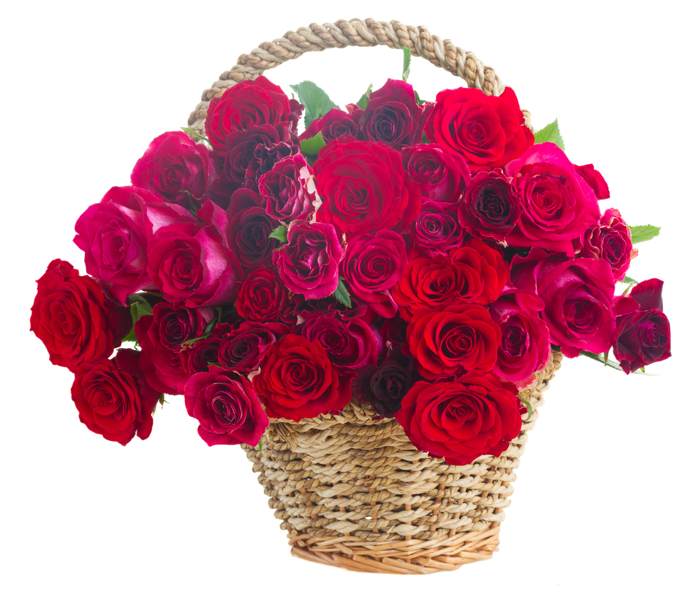 fresh  pink and red rose flowers in basket   isolated on white background. pile of pink roses