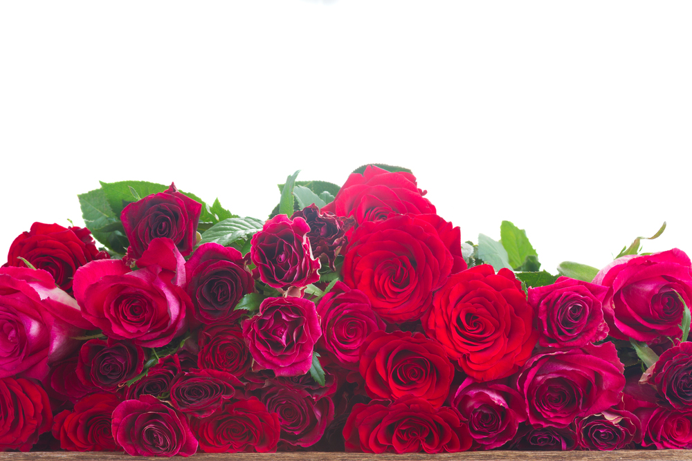 red and pink  roses  border on wooden table border  isolated on white background. Border of red roses