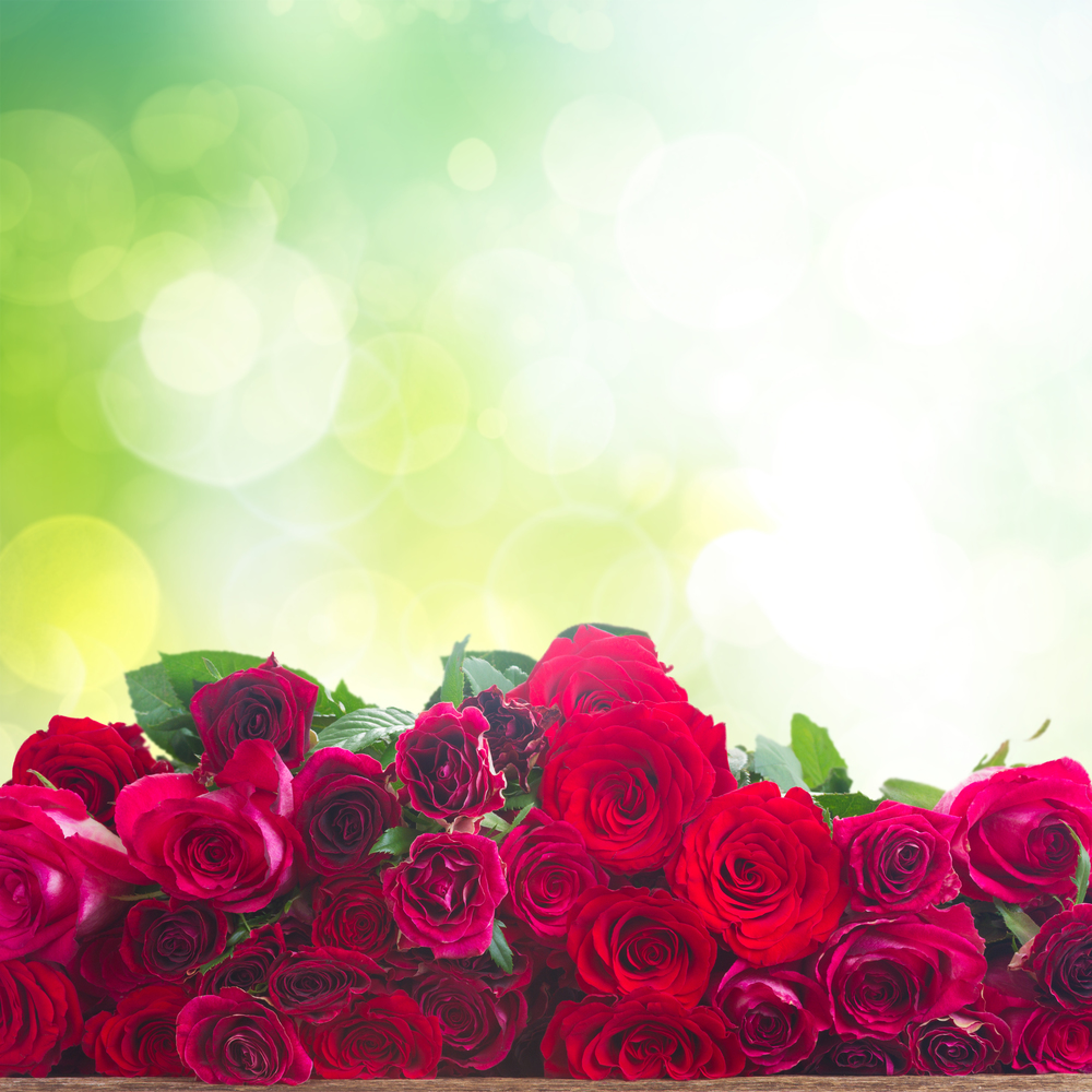 red and pink  roses  border on wooden table border over green garden background. Fresh red roses